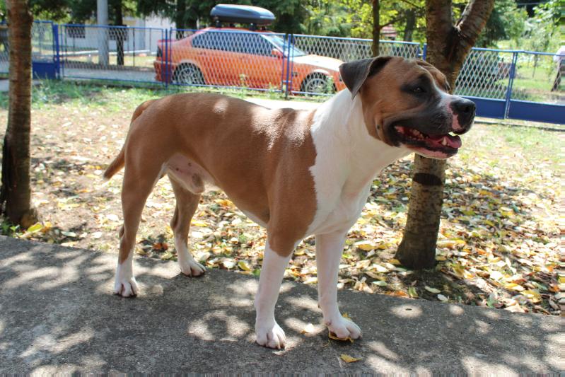 Just Wonderful Simply the Best | American Staffordshire Terrier 