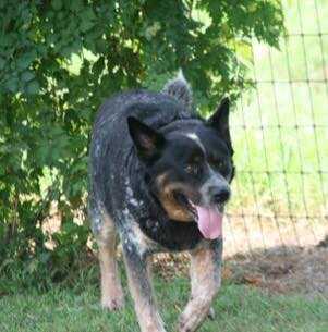 Blueyonders Cletus T @ HCK | Australian Cattle Dog 