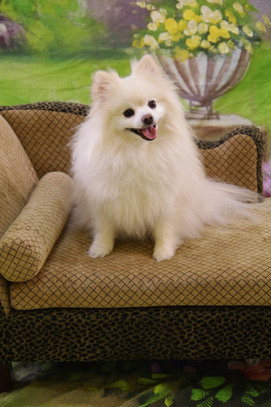 C&amp;D's Sadie-Bug | Pomeranian 