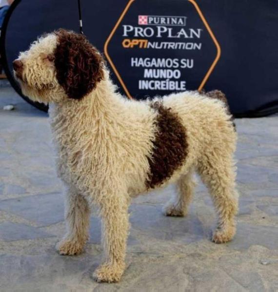 Alondra de Turcolan | Spanish Water Dog 