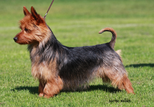 Vitterklippens Klöver Dam | Australian Terrier 