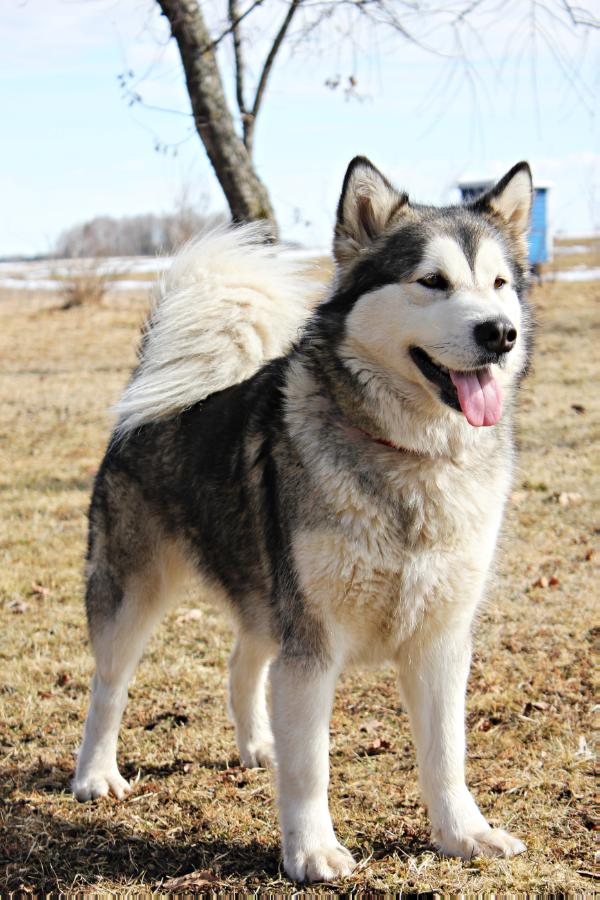 Bhakti dvasiU vedlys | Alaskan Malamute 