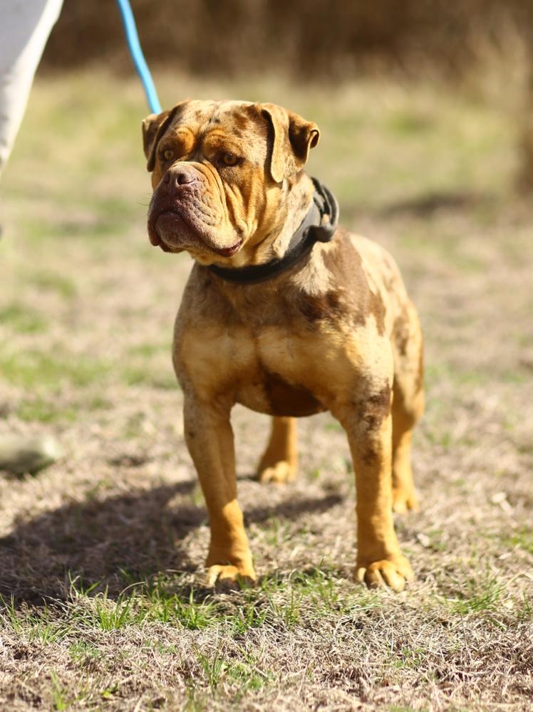 Tumbling Creek's Yoshi of Cannon Bulldogs | Olde English Bulldogge 