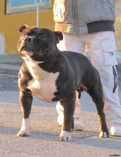 Owenstaff Duca di Dugar | Staffordshire Bull Terrier 