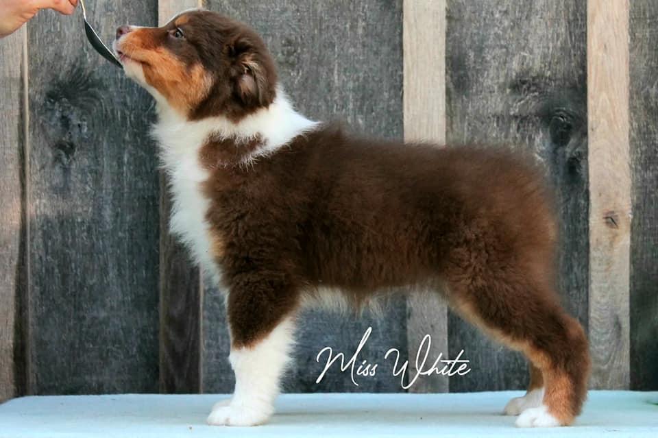 Windtalker's Rising to Valhalla | Australian Shepherd 