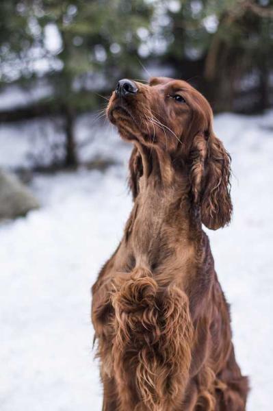 ONE AND ONLY Amber Wind | Irish Setter 