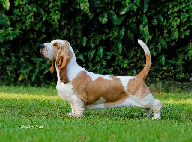 Pan Clan Fly To Me | Basset Hound 