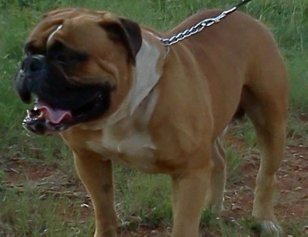 ThunderBull's LoBasso | Olde English Bulldogge 