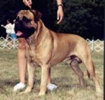 Titan's Trusty Ohm | Bullmastiff 