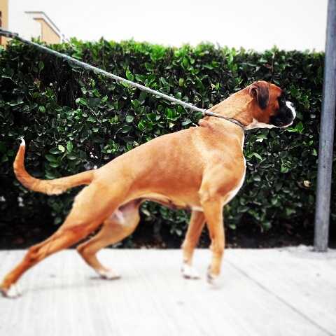JIR-PIA OPIUM | Boxer 