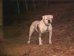 Dailey's Icabod | Olde English Bulldogge 