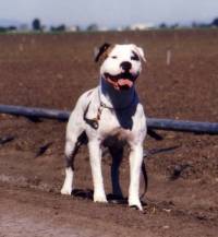 Thunderstruck's Tewa of SAB | American Bulldog 