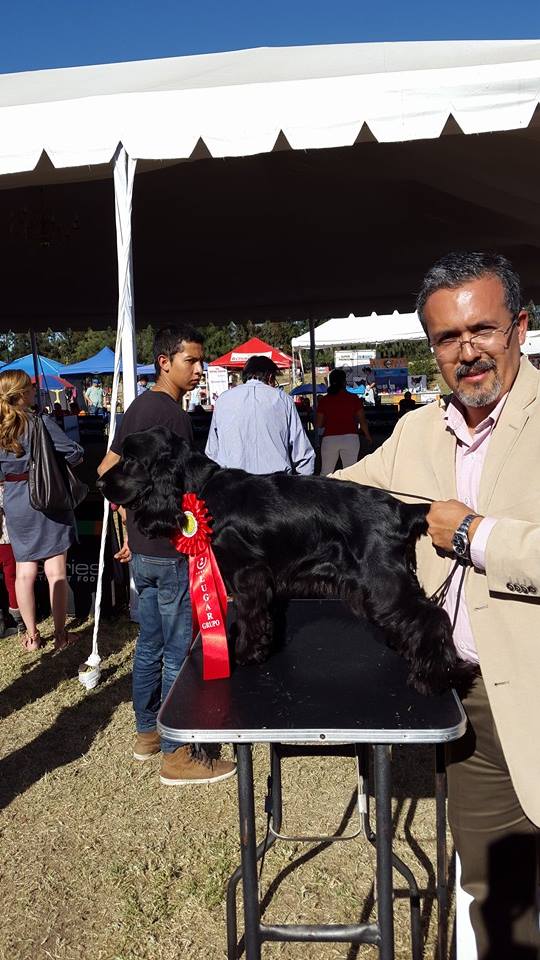 Ebony Gracida | English Cocker Spaniel 