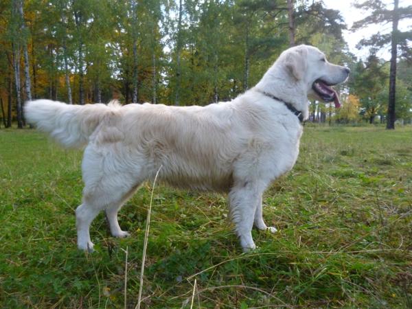 Kora Faithful Heart | Flat-Coated Retriever 