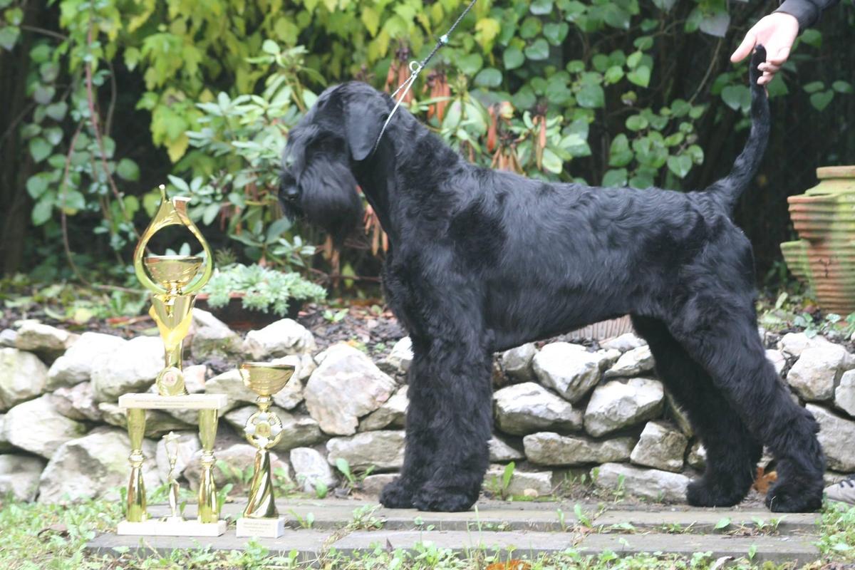 Aretha All Day Long Prima Fortis | Giant Schnauzer 