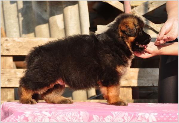 Imperator z Azovskogo Berega | German Shepherd Dog 