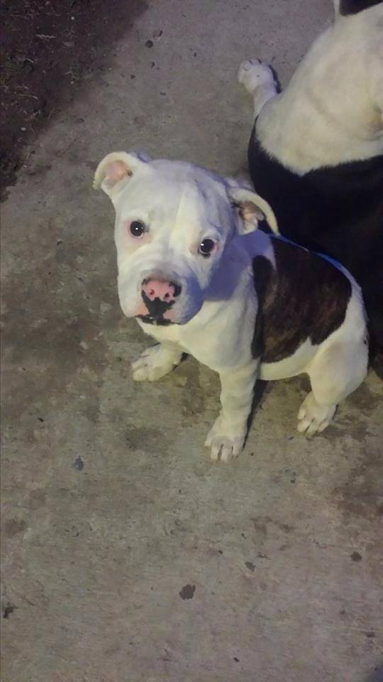 Quinones  Samson | American Bulldog 