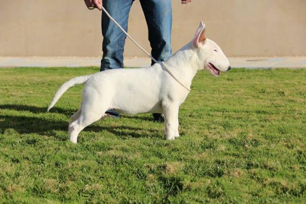 Burjo beretta at the bull terrier dream | Bull Terrier 