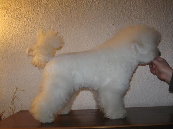 Hellie des blés d'or chartrains | Bichon Frise 