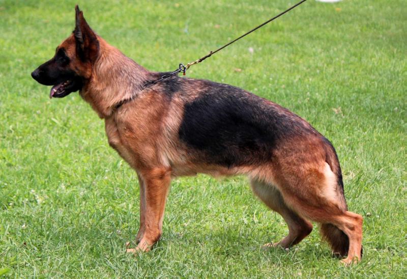 Mia von der Accent-Bitola | German Shepherd Dog 