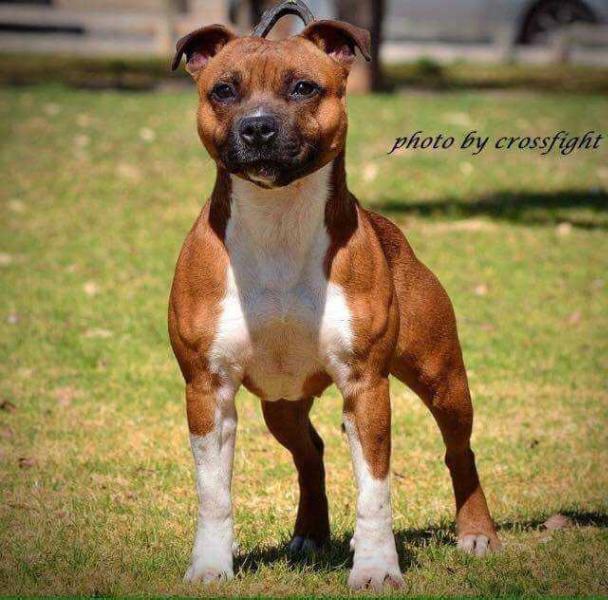 Stormfire Hot Dreams | Staffordshire Bull Terrier 