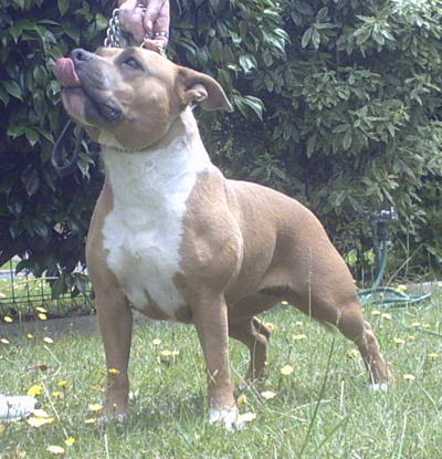 Bellamon Nalah | American Staffordshire Terrier 