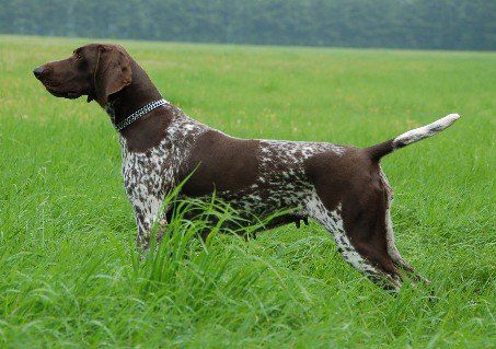 Resi KS Von Neuarenberg | German Shorthaired Pointer 