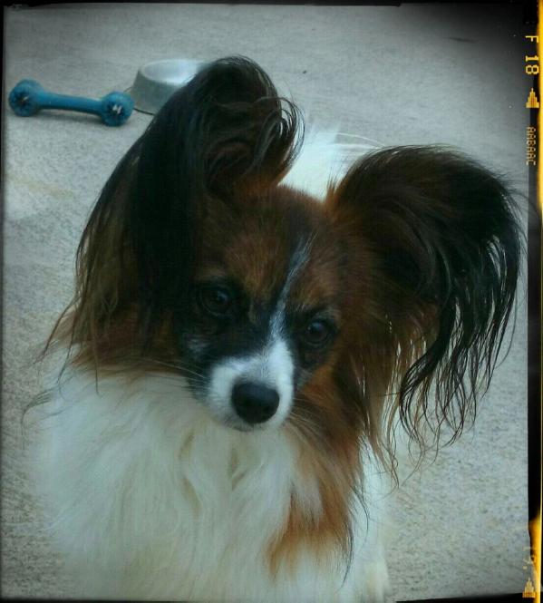 Kleiner Harlekin Gipsy Queen | Papillon 