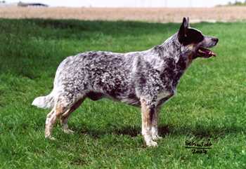 Drywood's I'm A Chippewa | Australian Cattle Dog 