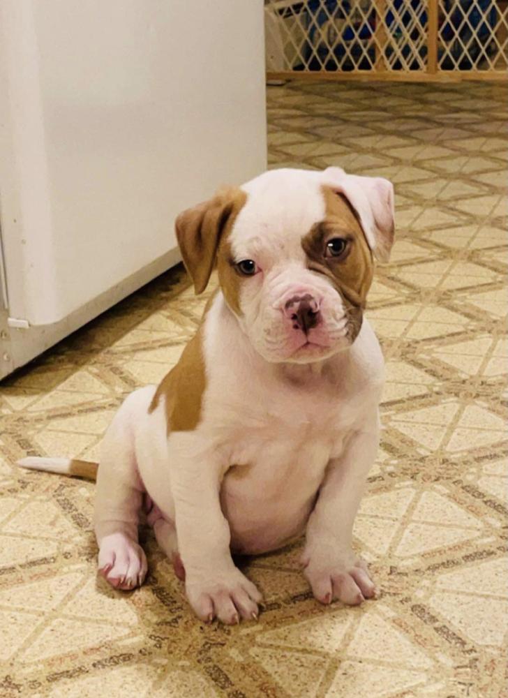 Henry’s Teddy of Disaster’s | American Bulldog 