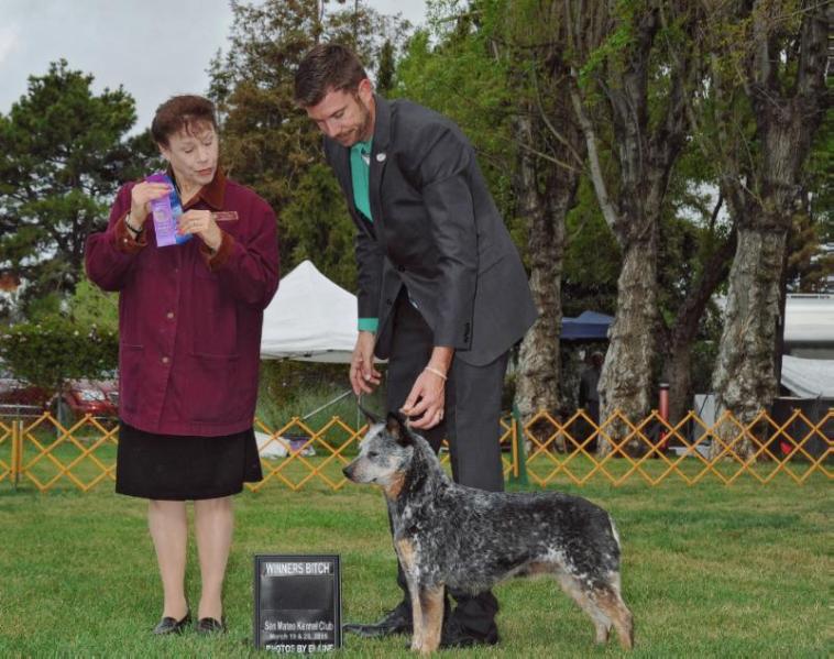 Heel N Ewe's Bring It On | Australian Cattle Dog 