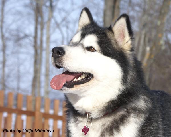 Cheya's Save The Last Dance For Me | Alaskan Malamute 