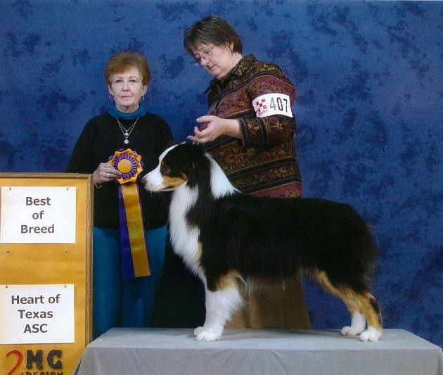 Callisto DoYouBelieveInMagic? | Australian Shepherd 