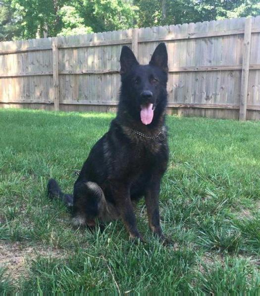 Paredes' Ace | German Shepherd Dog 