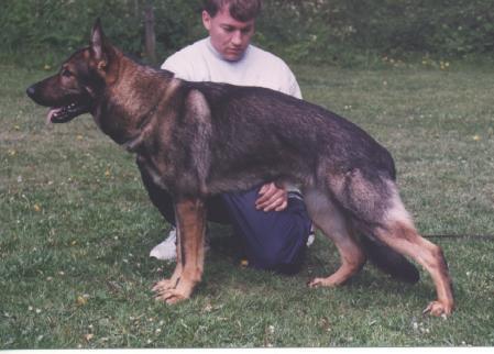 Jen-Ager's Ænno | German Shepherd Dog 