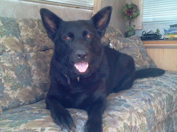 Jetta vom berg Quella | German Shepherd Dog 