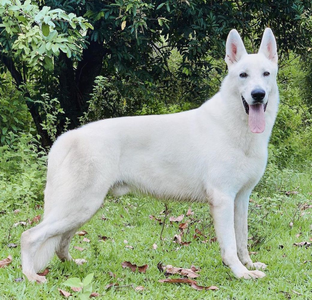 Alex Karev Novo Tempo | White Swiss Shepherd Dog 