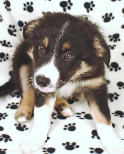 AWE2C Titan | Border Collie 