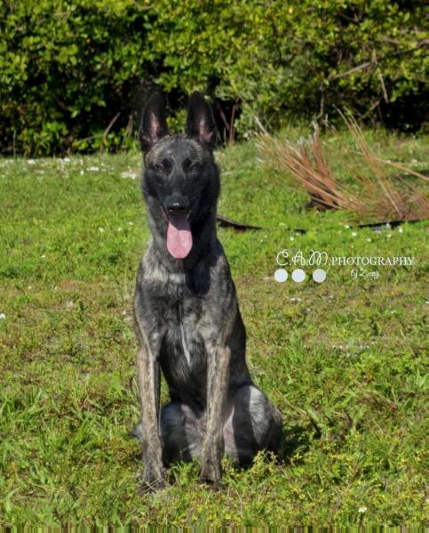 Django(Pistol) | Dutch Shepherd 