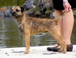 Tyrolian Talk Of The Town | Border Terrier 