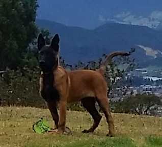 BRODY INTREPID MALI | Belgian Malinois 