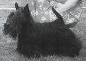 Balgownie Brilliance | Scottish Terrier 