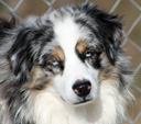 Timberline's Blue Power | Australian Shepherd 