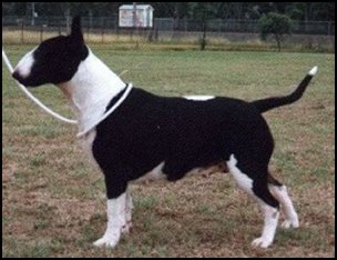 Bryvan Hillbilly ROM | Bull Terrier 