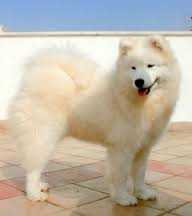 Artaiga's Nicest Monnalisa | Samoyed 