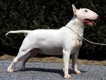 Gwynsel CYMRU FACH AT CWMDULAIS | Bull Terrier 