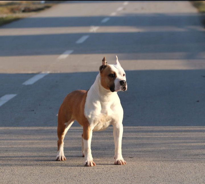 Diamond From Sky Bee | American Staffordshire Terrier 