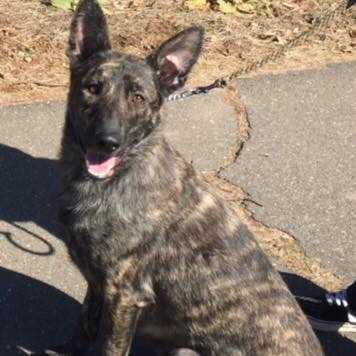 Twinpath Tijger Schmid | Dutch Shepherd 