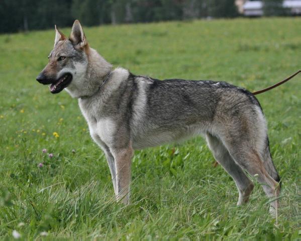 Berry Velký jarok | Czechoslovakian Wolfdog 