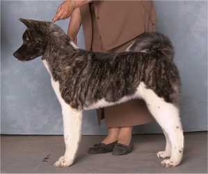 Seaisland Rainbow's End KOka | Akita 